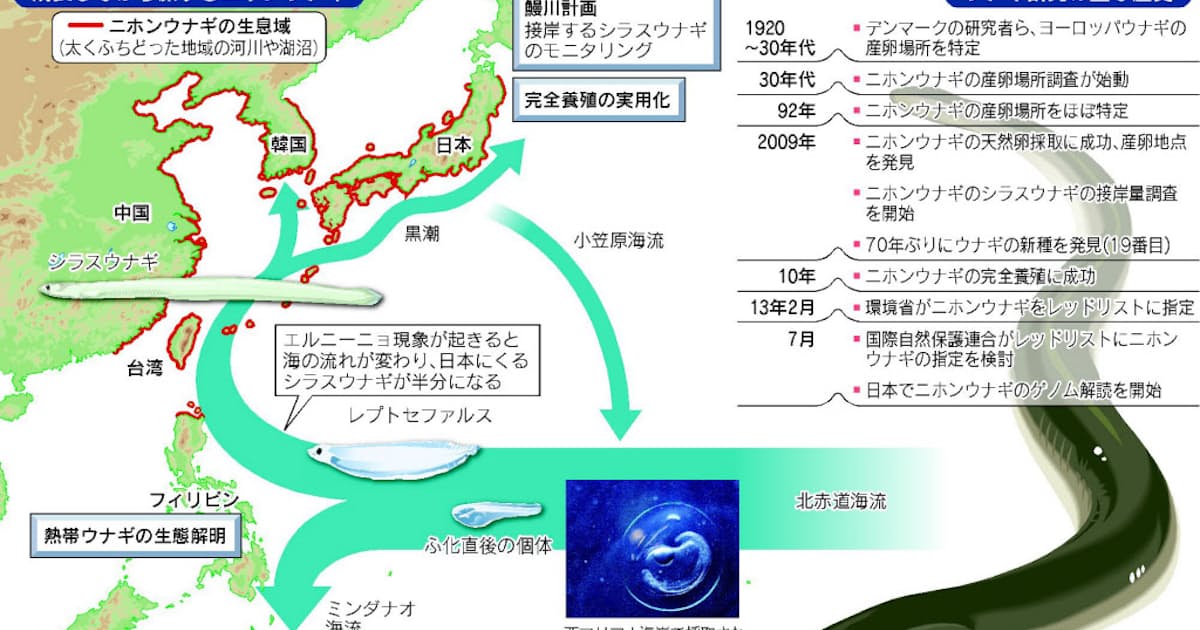 ウナギ 絶滅から守れ 漁獲減や海流の変化が影響 日本経済新聞 ウナギ 絶滅から守れ 漁獲減や海流の変化が影響 日本経済新聞