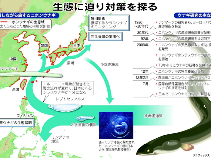 ウナギ 絶滅から守れ 漁獲減や海流の変化が影響 日本経済新聞 ウナギ 絶滅から守れ 漁獲減や海流の変化が影響 日本経済新聞