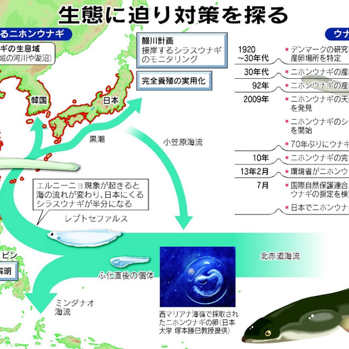 ウナギ 絶滅から守れ 漁獲減や海流の変化が影響 日本経済新聞 ウナギ 絶滅から守れ 漁獲減や海流の変化が影響 日本経済新聞