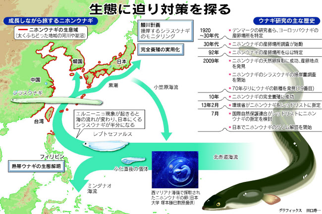 ウナギ 絶滅から守れ 漁獲減や海流の変化が影響 日本経済新聞 ウナギ 絶滅から守れ 漁獲減や海流の変化が影響 日本経済新聞