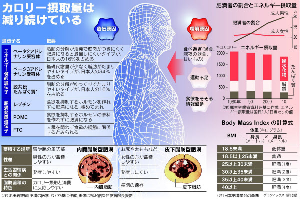 太る原理&痩せるメカニズム - 太る原理の理解