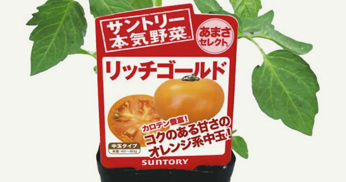 中玉トマト苗など8種追加 サントリーフラワーズ 日本経済新聞 中玉トマト苗など8種追加 サントリーフラワーズ 日本経済新聞