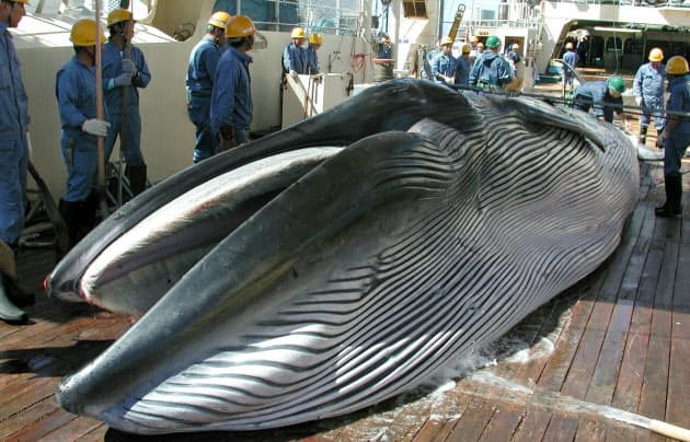 意外と知らないクジラ肉のこと 流通ルートや味は Nikkei Style 意外と知らないクジラ肉のこと 流通ルートや味は Nikkei Style