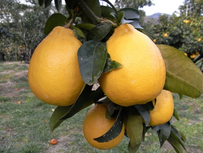 農研機構 病気に強いレモンの新品種開発 日本経済新聞