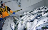 セルマックがノルウェーに持つ養殖サケの加工拠点