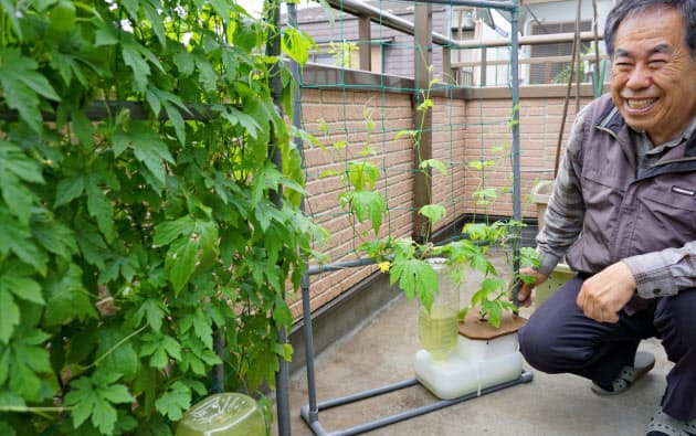 緑のカーテン 仕込み時 栽培キットで初心者ラクラク Nikkei Style