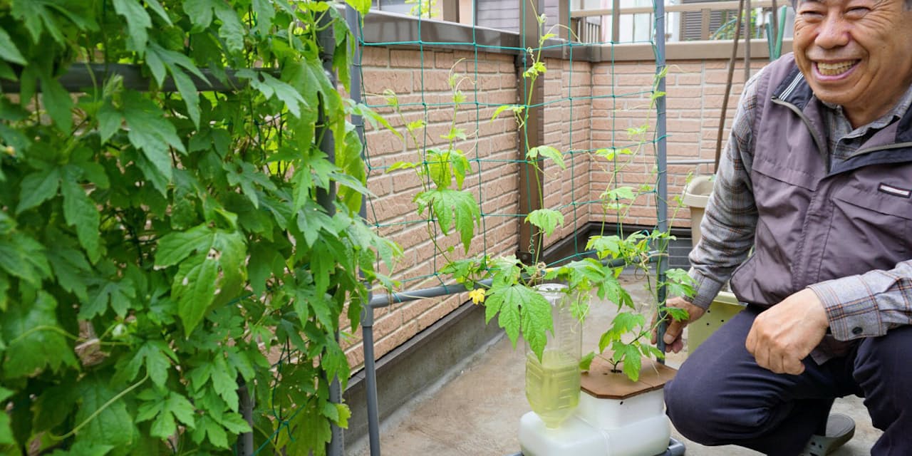 緑のカーテン 仕込み時 栽培キットで初心者ラクラク Nikkei Style 緑のカーテン 仕込み時 栽培キットで初心者ラクラク Nikkei Style