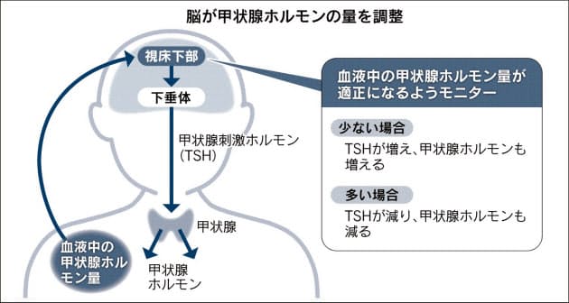 だるさや寒け甲状腺原因 妊娠中など240万人 Nikkei Style だるさや寒け甲状腺原因 妊娠中など240万人 Nikkei Style