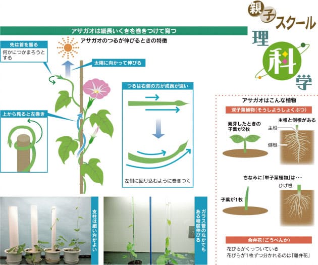 アサガオの巻きつき方は 左回りに伸びるよ Nikkei Style アサガオの巻きつき方は 左回りに伸びるよ Nikkei Style