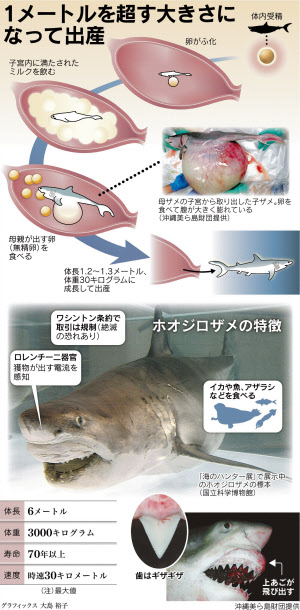 ジョーズ 誕生 胎内に1年 ミルクや卵食べ育つ 日本経済新聞