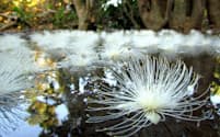 水面に浮かぶサガリバナの花（沖縄県石垣市、筆者撮影）
