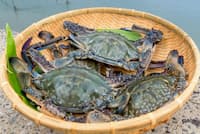 竹崎カニのオスは今が身がつまり甘みを味わえる(写真上) 竹崎カニのオスは今が身がつまり甘みを味わえる(写真上)