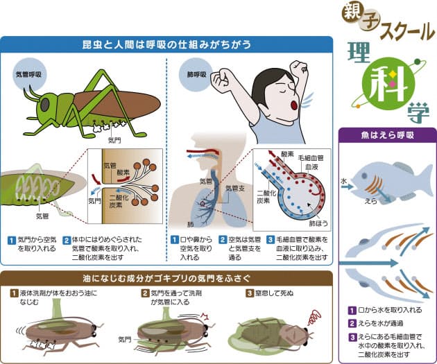 ゴキブリ退治 なぜ液体洗剤が効くの Nikkei Style