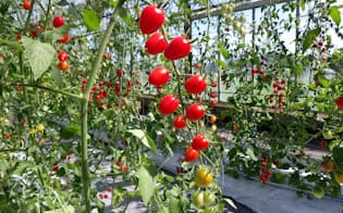 トマト栽培に向く（デンカのシステムを導入した神奈川県の農園）