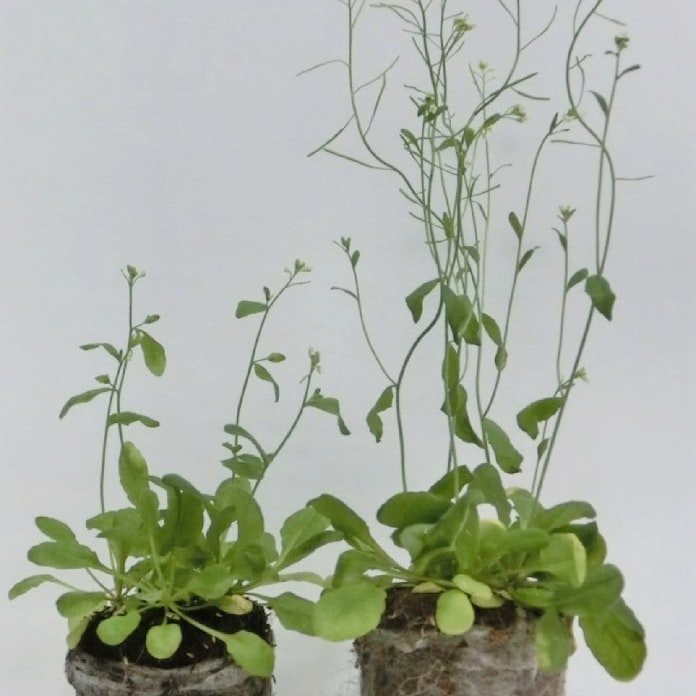 植物2倍早く成長 電子レンジの原理に効果 日本経済新聞 植物2倍早く成長 電子レンジの原理に効果 日本経済新聞