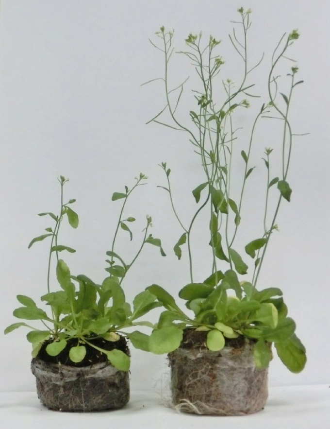 植物2倍早く成長 電子レンジの原理に効果 日本経済新聞