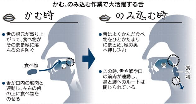 舌の筋トレ ご存じですか かむ動作助け呼吸正しく Nikkei Style