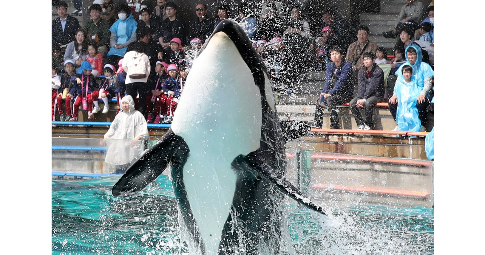 イルカのジャンプにトドのダイブ 魅力あふれる水族館 Nikkei Style イルカのジャンプにトドのダイブ 魅力あふれる水族館 Nikkei Style