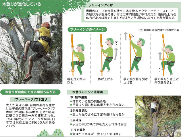 童心呼び起こす木登り ロープ使い樹上10メートル Nikkei Style 童心呼び起こす木登り ロープ使い樹上10メートル Nikkei Style