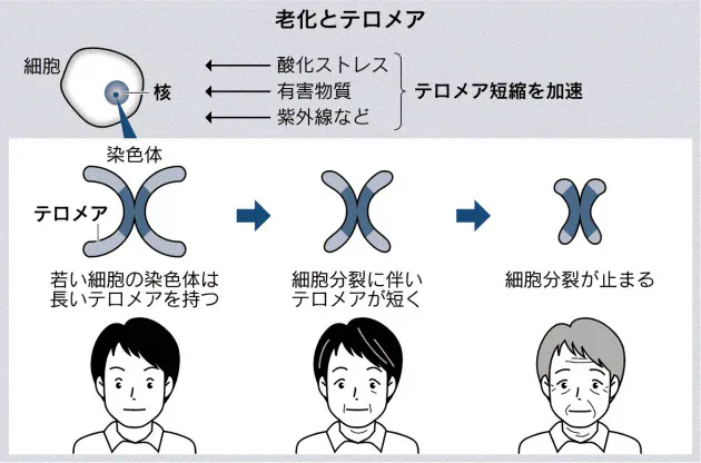 命の回数券 テロメアを守れ カギ握るは運動や睡眠 Nikkei Style
