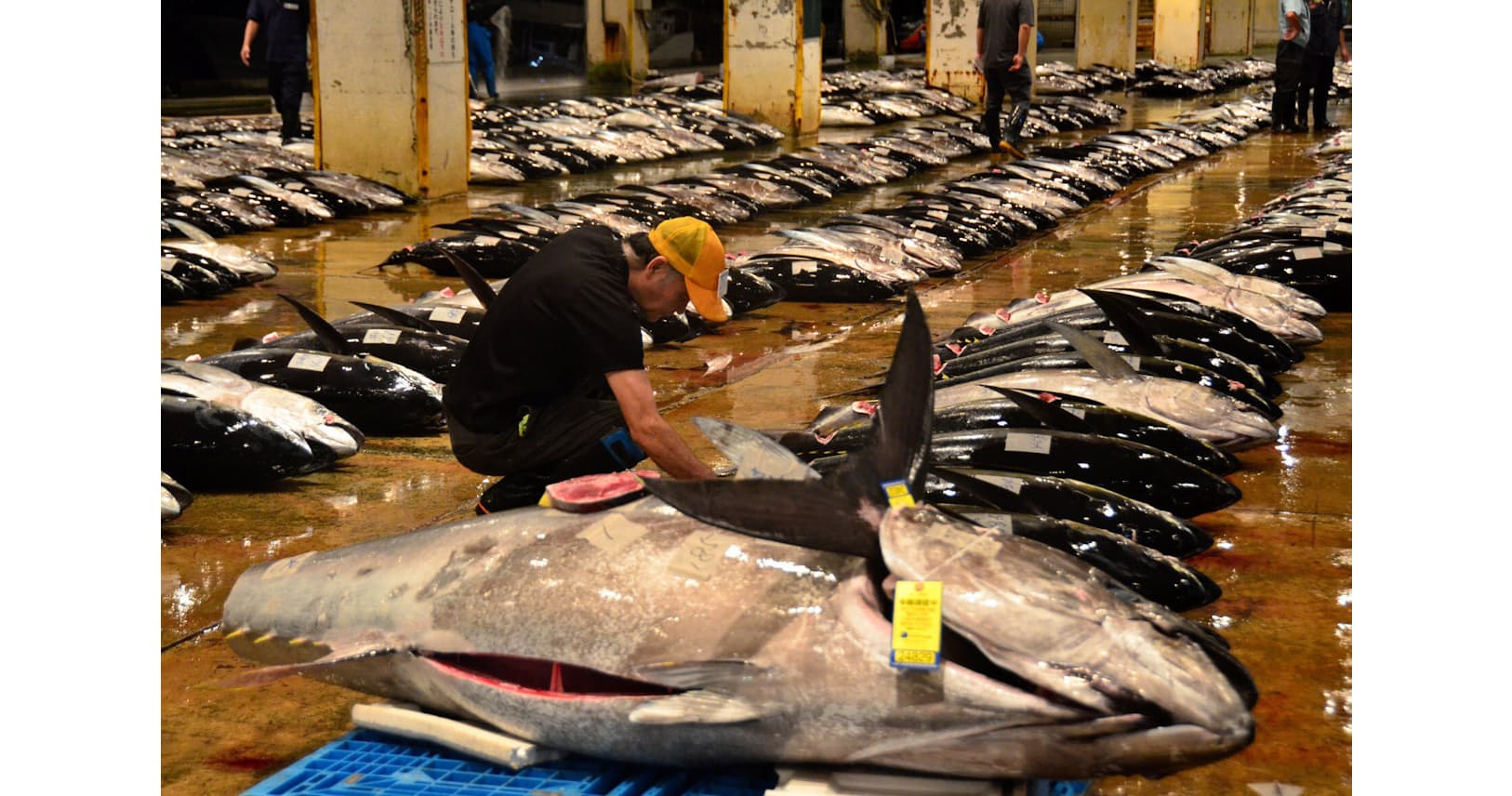 沖縄は年中マグロ天国 生鮮水揚げ4位 刺し身で丼で Nikkei Style 沖縄は年中マグロ天国 生鮮水揚げ4位 刺し身で丼で Nikkei Style