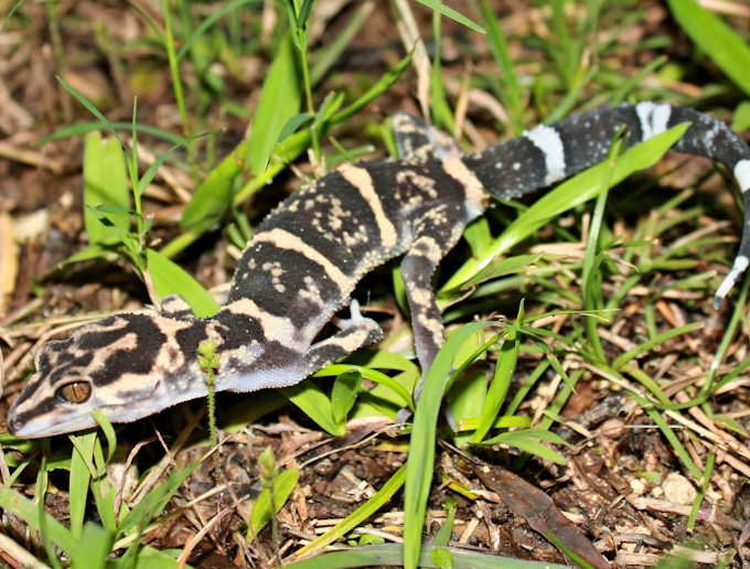 南西諸島のヘビやトカゲ 絶滅危惧種に 最新版レッドリスト 日本経済新聞