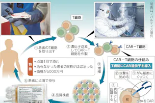 白血病 ってどんな病気 急性と慢性の違いは Nikkei Style