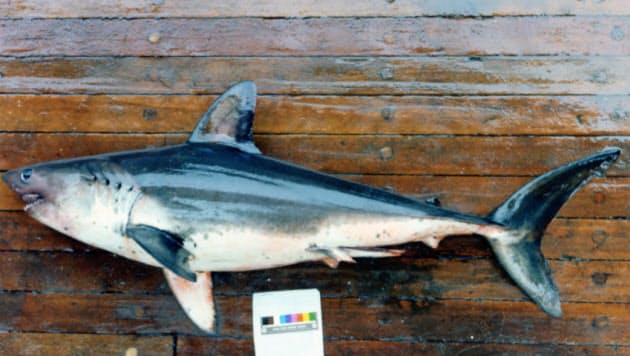 海なし県のたんぱく源 栃木のサメ料理 味はさっぱり Nikkei Style 海なし県のたんぱく源 栃木のサメ料理 味はさっぱり Nikkei Style