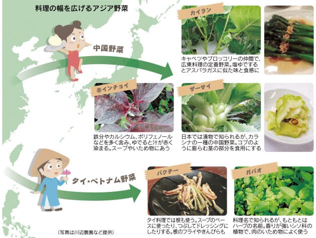 パクチーは根が美味 アジア野菜 国内栽培広がる Nikkei Style パクチーは根が美味 アジア野菜 国内栽培広がる Nikkei Style