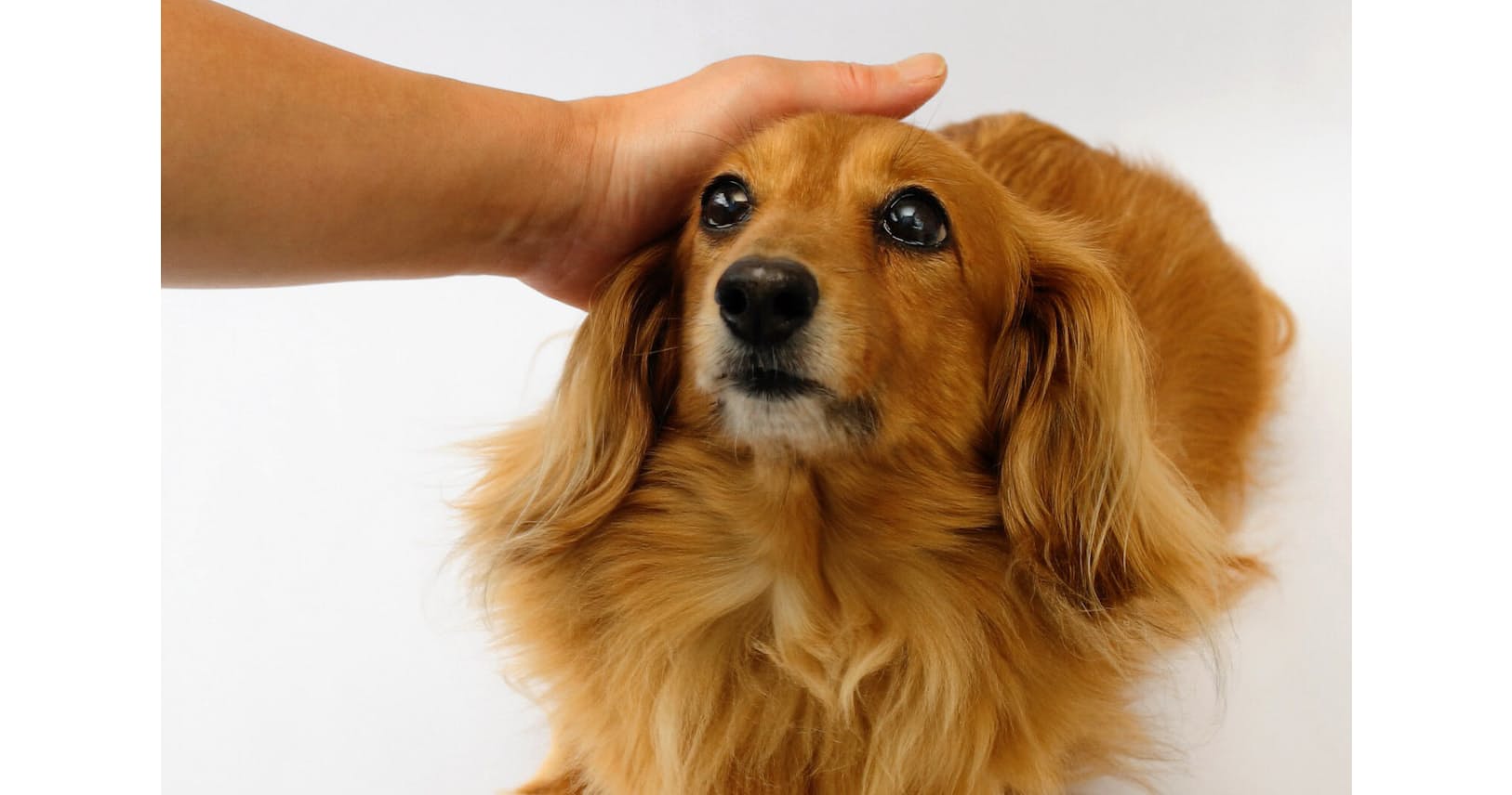 拳はパンチ 明歩はミント ペットにもキラキラネーム エンタメ Nikkei Style