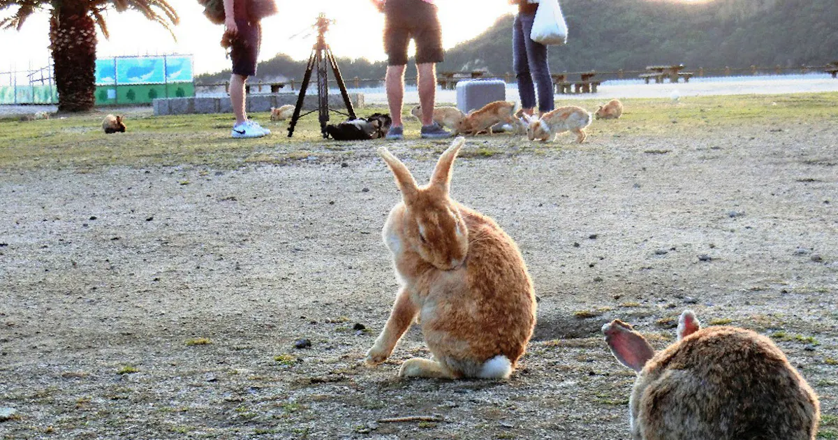 うさぎ島 癒やされ映える 大久野島 広島県竹原市 日本経済新聞 うさぎ島 癒やされ映える 大久野島 広島県竹原市 日本経済新聞