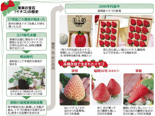 1粒5万円も おいしく高級化するイチゴ 品種の歴史 Nikkei Style 1粒5万円も おいしく高級化するイチゴ 品種の歴史 Nikkei Style