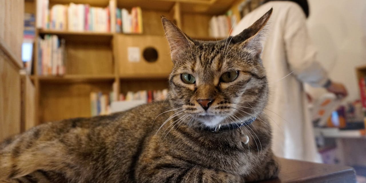 ネコが出版界の救世主 関連本ブーム 猫店員も活躍 Nikkei Style ネコが出版界の救世主 関連本ブーム 猫店員も活躍 Nikkei Style