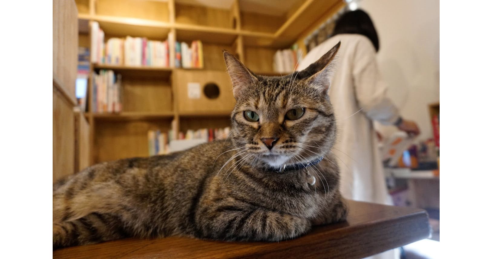 ネコが出版界の救世主 関連本ブーム 猫店員も活躍 Nikkei Style ネコが出版界の救世主 関連本ブーム 猫店員も活躍 Nikkei Style