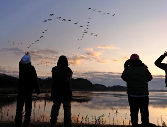 渡り鳥10万羽 暁の羽音 伊豆沼 内沼 宮城県栗原市 登米市 日本経済新聞