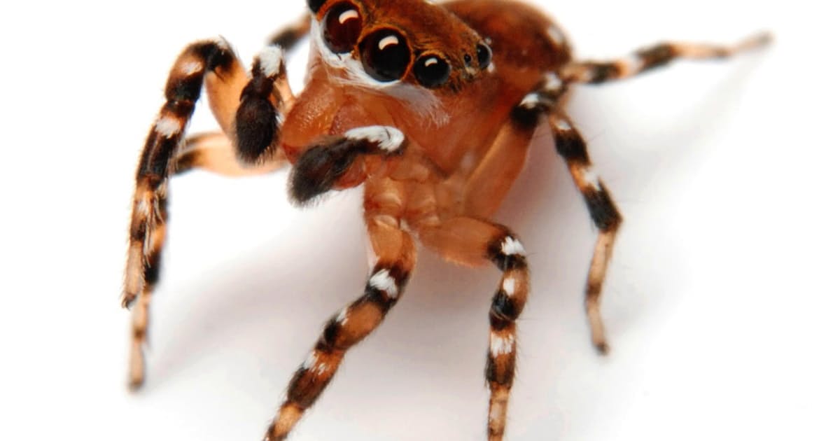 ハエトリグモ 採って飼って撮って新種の発見も 日本経済新聞 ハエトリグモ 採って飼って撮って新種の発見も 日本経済新聞