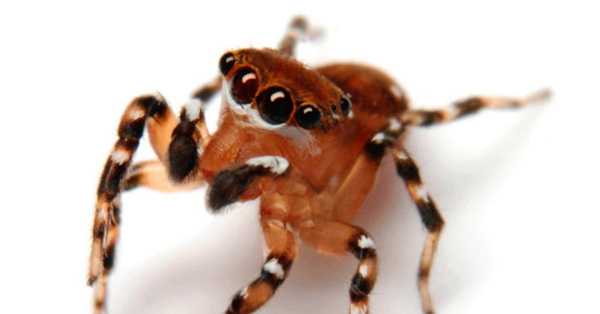 ハエトリグモ 採って飼って撮って新種の発見も 日本経済新聞