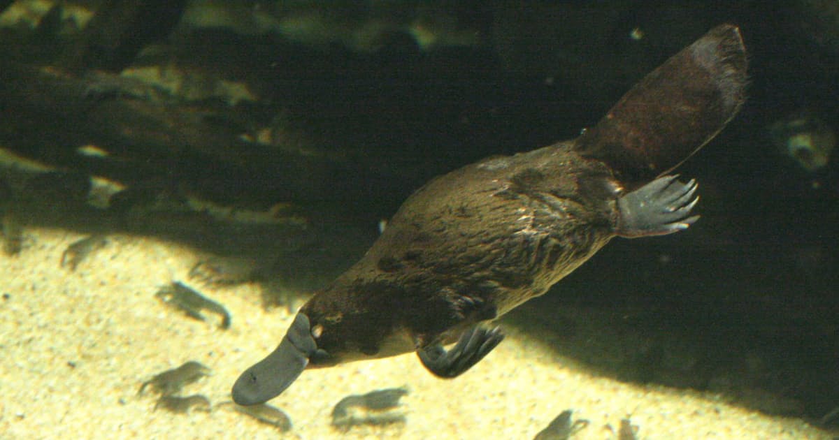 カモノハシに恋して研究 ふ化 広く魅力伝える 日本経済新聞 カモノハシに恋して研究 ふ化 広く魅力伝える 日本経済新聞