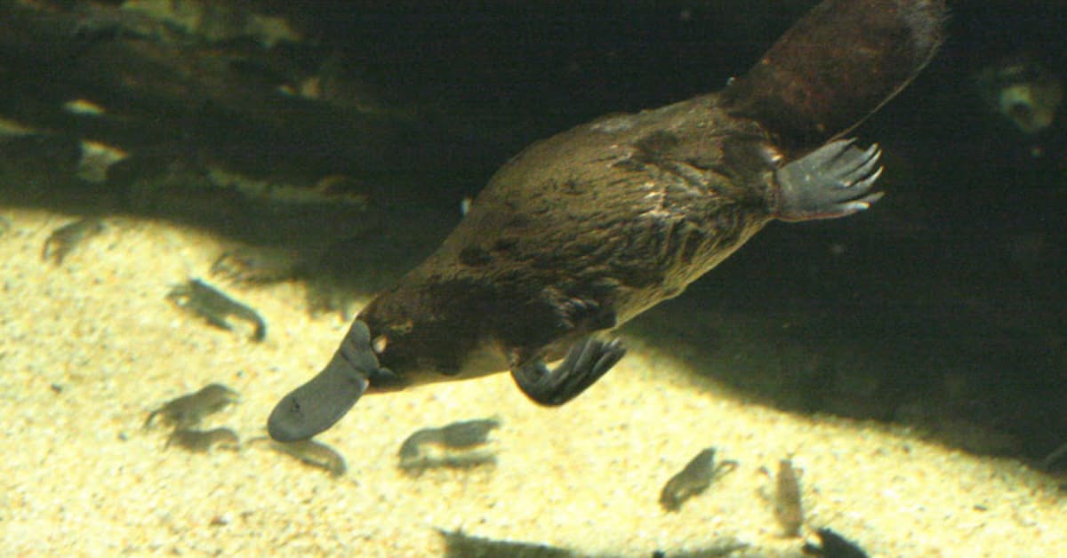 カモノハシに恋して研究 ふ化 広く魅力伝える 日本経済新聞