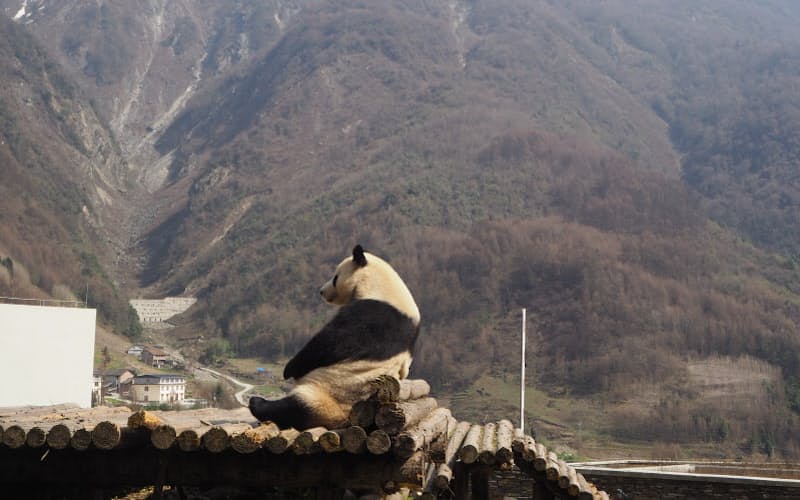 2017年に訪ねた中国・四川省の臥龍神樹坪基地のパンダ 2017年に訪ねた中国・四川省の臥龍神樹坪基地のパンダ