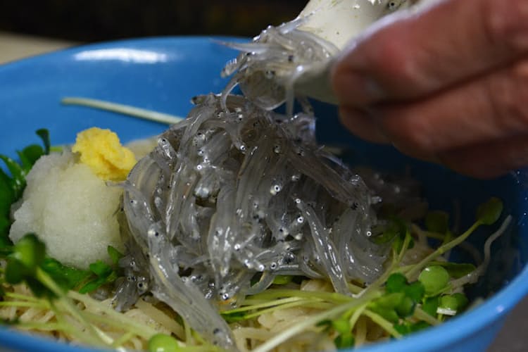 生 は海の味わい 出合いは漁次第 相模湾のしらす Nikkei Style 生 は海の味わい 出合いは漁次第 相模湾のしらす Nikkei Style