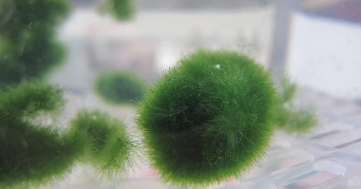 富士山の希少なマリモ 我が家で育てて65年 日本経済新聞 富士山の希少なマリモ 我が家で育てて65年 日本経済新聞