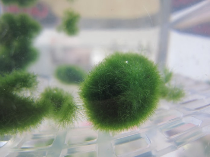 富士山の希少なマリモ 我が家で育てて65年 日本経済新聞 富士山の希少なマリモ 我が家で育てて65年 日本経済新聞