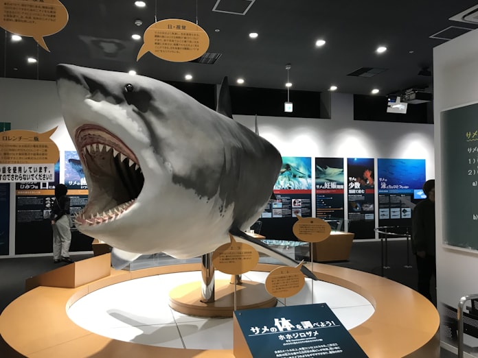 サメと生きる港町 伝える シャークミュージアム 宮城県気仙沼市 日本経済新聞 サメと生きる港町 伝える シャークミュージアム 宮城県気仙沼市 日本経済新聞