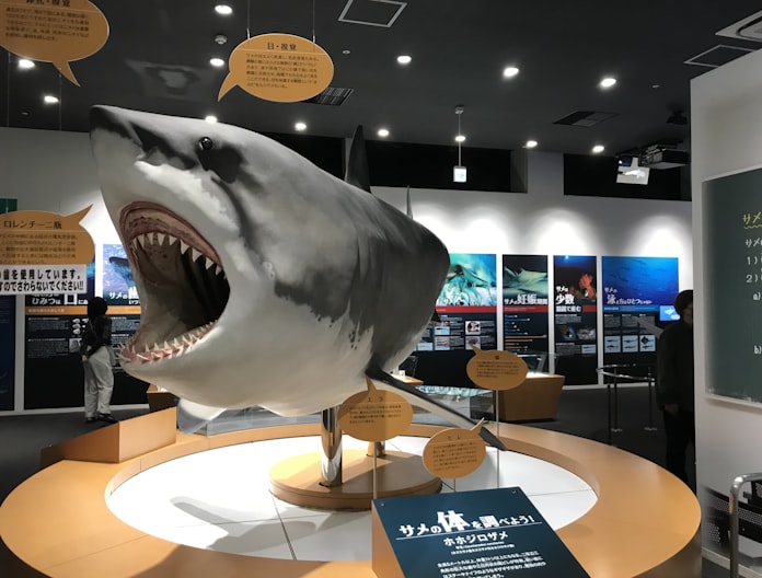 サメと生きる港町 伝える シャークミュージアム 宮城県気仙沼市 日本経済新聞 サメと生きる港町 伝える シャークミュージアム 宮城県気仙沼市 日本経済新聞