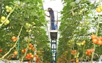 カゴメは「高リコピントマト」など生鮮トマトの生産量を増やす（福島県いわき市の自社農園「いわき小名浜菜園」）