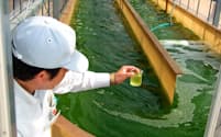 デンソーは善明製作所でエンジン燃焼試験用の藻を栽培している（愛知県西尾市）
