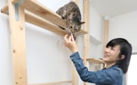 自室に設置した猫タワーで遊ぶ飼い猫のニコと中根さん（東京都中野区）