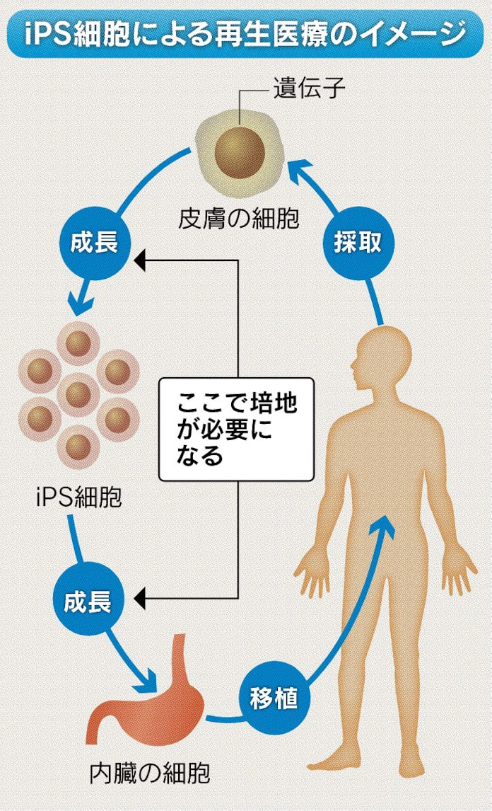 味の素100年の技 Ips細胞 コスト3分の1の培地 日本経済新聞