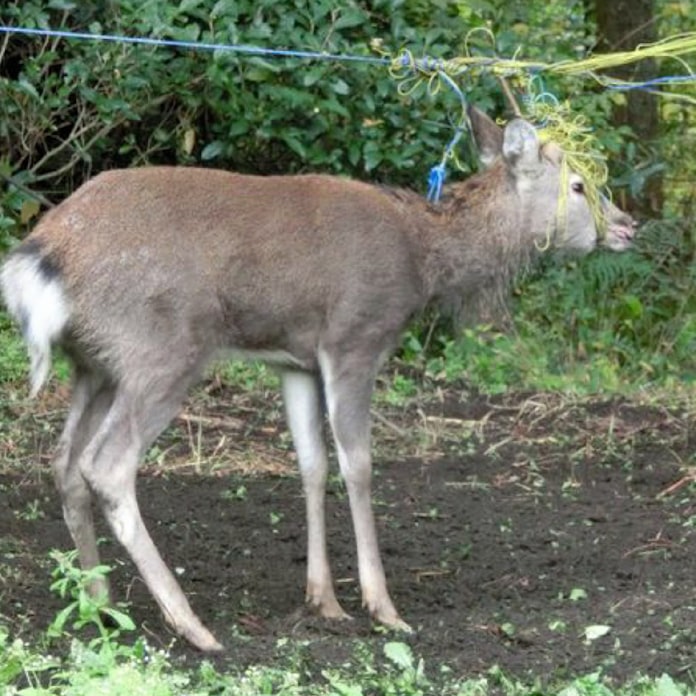 吸血ヒル連れ山麓へ 神奈川 丹沢 増えるシカ被害 日本経済新聞